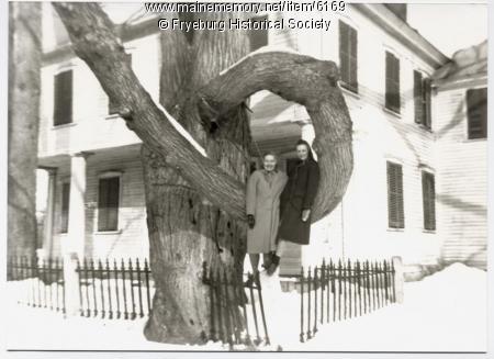 photo of the Donut Tree